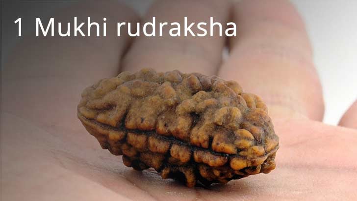 1 Mukhi Rudraksha