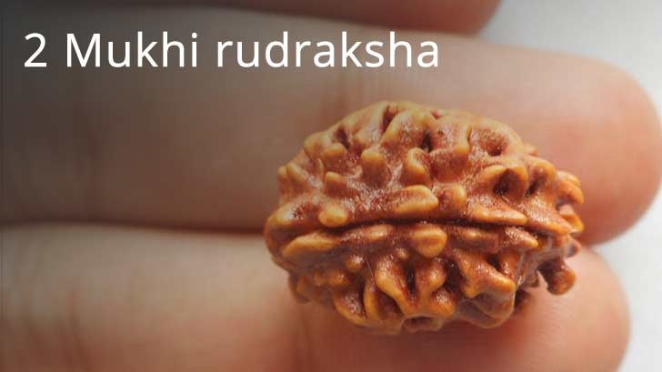 2 Mukhi Rudraksha