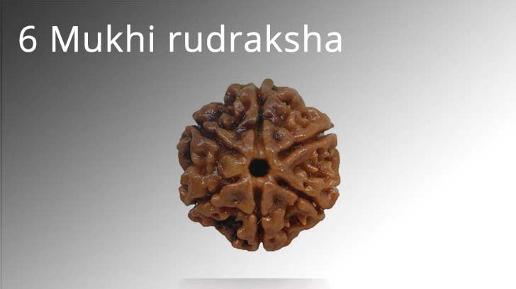 6 Mukhi Rudraksha