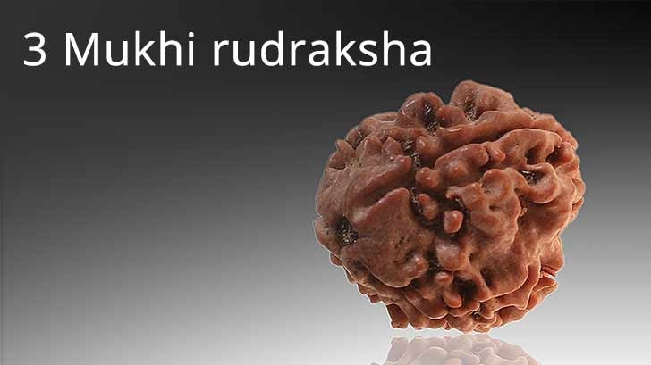 3 Mukhi Rudraksha