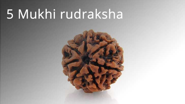 5 Mukhi Rudraksha