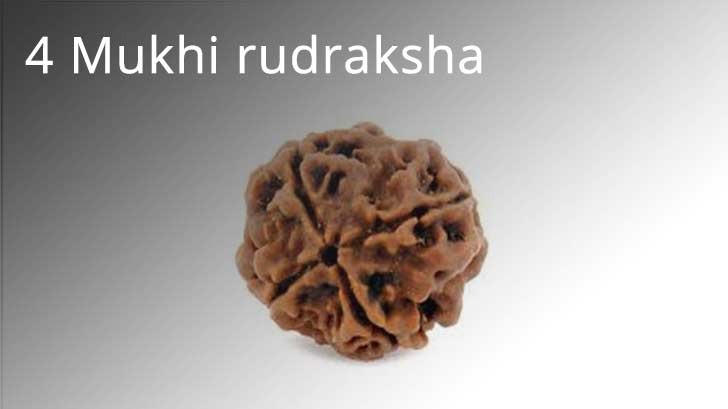 4 Mukhi Rudraksha